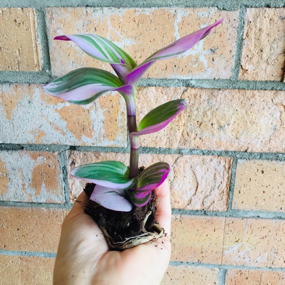 Accessories - rare Bubblegum Tradescantia Nanouk Wandering Jew